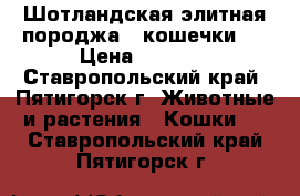 Шотландская элитная породжа , кошечки . › Цена ­ 2 000 - Ставропольский край, Пятигорск г. Животные и растения » Кошки   . Ставропольский край,Пятигорск г.